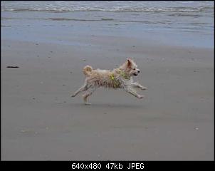 Der Hunde Thread-k640_dsc01480.jpg