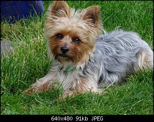 Der Hunde Thread-k640_dsc00121.jpg