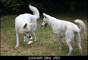 Der Hunde Thread-bearbeitet.jpg