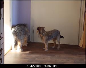 Der Hunde Thread-m-m.jpg