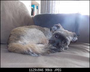 Der Hunde Thread-dscn4049.jpg