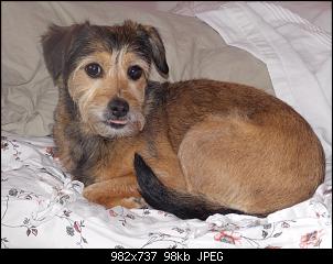 Der Hunde Thread-dscn1283.jpg