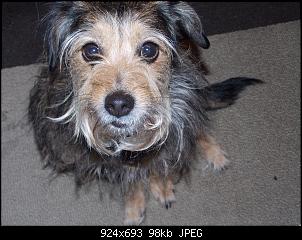Der Hunde Thread-dscn0420.jpg