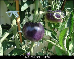 Der Garten- und Anbauthread-dsc05148.jpg