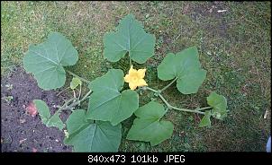Der Garten- und Anbauthread-dsc_0095.jpg