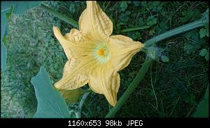 Der Garten- und Anbauthread-dsc_0094.jpg