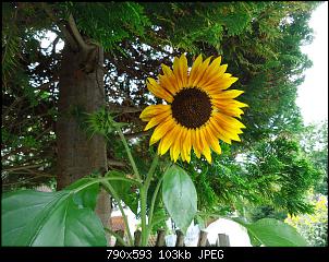 Der Garten- und Anbauthread-sonnne1.jpg