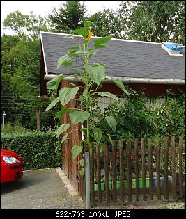 Der Garten- und Anbauthread-sonne2.jpg