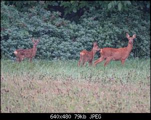 Quasselthread-k640_dsc01963.jpg