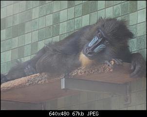 Der Zoobilderthread!-dsc02771.jpg
