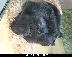 Der Zoobilderthread!-dsc02775.jpg