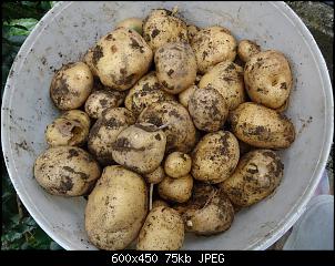 Der Garten- und Anbauthread-kart3.jpg