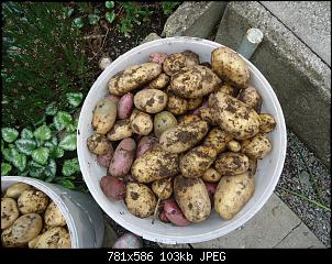 Der Garten- und Anbauthread-kart43.jpg