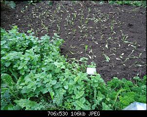 Der Garten- und Anbauthread-zicho.jpg