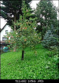 Der Garten- und Anbauthread-apfelbaum.jpg
