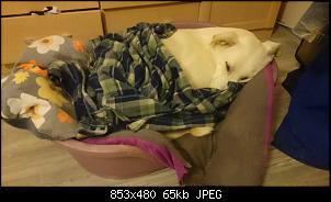 Quasselthread-k640_dsc_2439.jpg