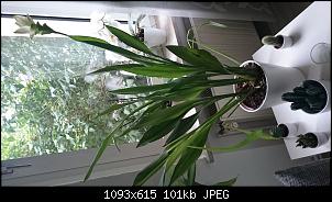 Der Garten- und Anbauthread-1443111963340404185961.jpg