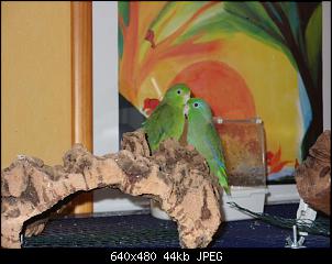 Vogel-Gezwitscher-gitter-008-small-.jpg