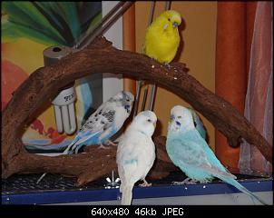 Vogel-Gezwitscher-gitter-007-small-.jpg