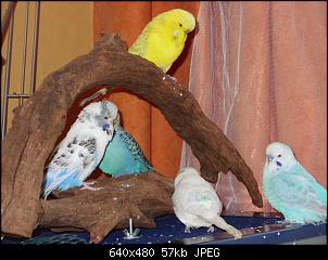 Vogel-Gezwitscher-gitter-010-small-.jpg