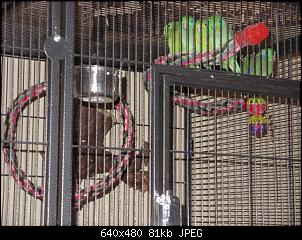 Vogel-Gezwitscher-sperlis-schlafen-petschull-009-small-.jpg