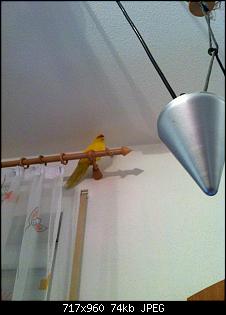 Vogel-Gezwitscher-423582_372395522788890_1511439015_n.jpg