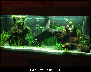 Fisch - Geblubber-1dybk.jpg