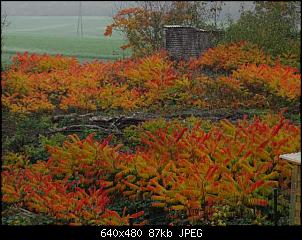 Quasselthread-k640_dsc03672.jpg