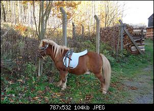 Quasselthread-sepp-am-baum.jpg