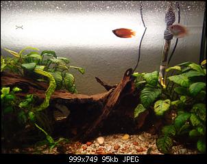 Fisch - Geblubber-aqua1.jpg