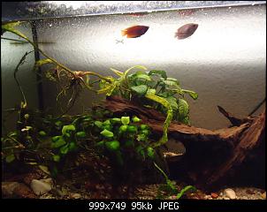 Fisch - Geblubber-aqua2.jpg