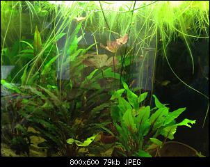 Fisch - Geblubber-026.jpg