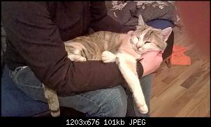 Der Katzen Thread-wp_20150712_08_46_17_pro.jpg