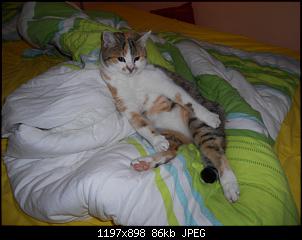 Der Katzen Thread-dscn0812.jpg