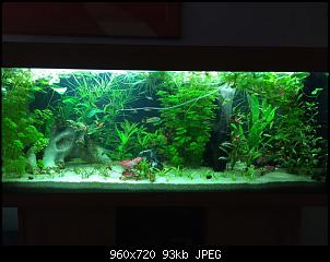 Fisch - Geblubber-12243706_1141954605832974_342025545_n-1-.jpg
