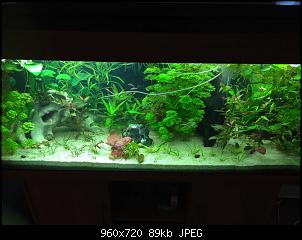 Fisch - Geblubber-12270457_1141954535832981_1254152303_n.jpg