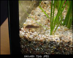 Fisch - Geblubber-k640_dsc03827.jpg