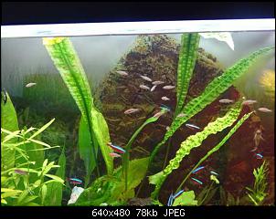 Fisch - Geblubber-k640_dsc03838.jpg
