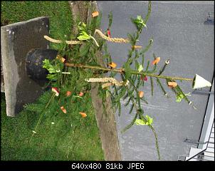 Quasselthread-k640_dsc03944.jpg