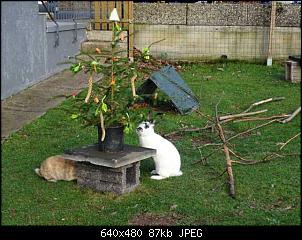 Quasselthread-k640_dsc03945.jpg