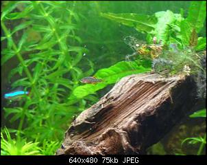 Fisch - Geblubber-k640_dsc04037.jpg