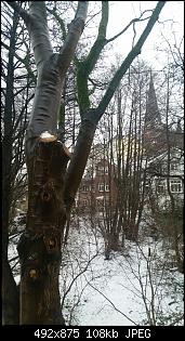 Quasselthread-2016-01-08-09.40.11.jpg