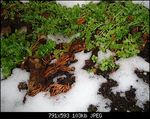 Der Garten- und Anbauthread-spiegelei1.jpg