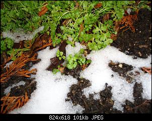 Der Garten- und Anbauthread-spiegelei2.jpg
