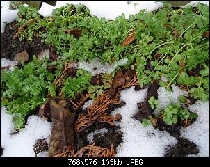 Der Garten- und Anbauthread-spiegelei3.jpg