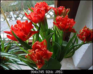Der Garten- und Anbauthread-tulpen1.jpg