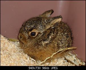 Quasselthread-hase1.jpg
