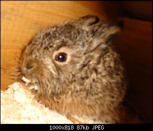 Quasselthread-hase2.jpg