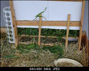 Quasselthread-k640_dsc04659.jpg