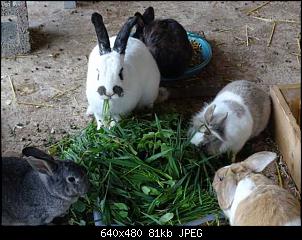 Quasselthread-k640_dsc04665.jpg